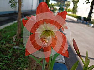 the beauty of ornamental plants flowers Amaryllis Tracheophyta Spermatophytina Angiospermae monocots Asparagales Amaryllidaceae