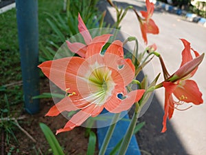 the beauty of ornamental plants flowers Amaryllis Tracheophyta Spermatophytina Angiospermae monocots Asparagales Amaryllidaceae