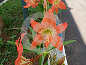 the beauty of ornamental plants flowers Amaryllis Tracheophyta Spermatophytina Angiospermae monocots Asparagales Amaryllidaceae