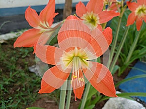 the beauty of ornamental plants flowers Amaryllis Tracheophyta Spermatophytina Angiospermae monocots Asparagales Amaryllidaceae