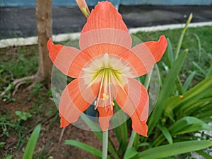 the beauty of ornamental plants flowers Amaryllis Tracheophyta Spermatophytina Angiospermae monocots Asparagales Amaryllidaceae