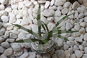 Beauty of ornamental plants on white stone background in the garden.