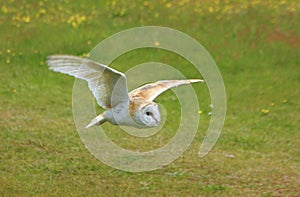 The beauty of owls