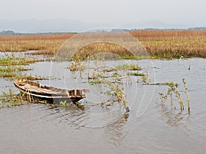 Beauty panorama wrench old boat wild papyrus swamp