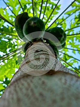 the beauty of the papaya tree and its dense fruit