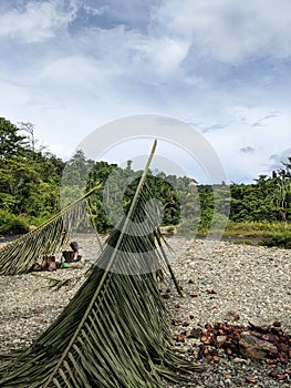 the beauty of the Papuan forestï¿¼