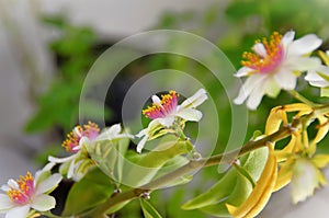 The beauty of Pereskia aculeata flowers in the garden