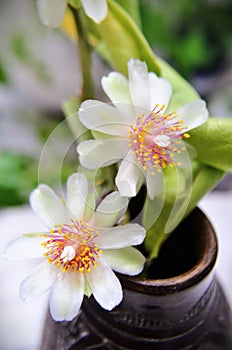 Beauty of Pereskia aculeata flowers in vase