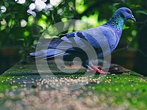 The Beauty of Pigeon