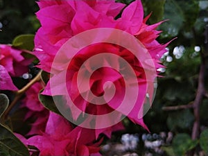 The beauty of pink bougenville flowers that bloom and grow on the side of the road photo