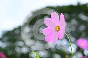 Beauty pink cosmos flower blooming in the field on natural background