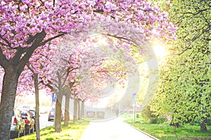 Beauty pink flowering ornamental trees