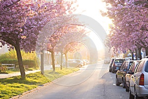 Beauty pink flowering ornamental trees