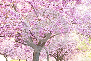 Beauty pink flowering ornamental trees