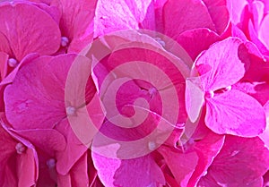 Beauty pink flowers closeup