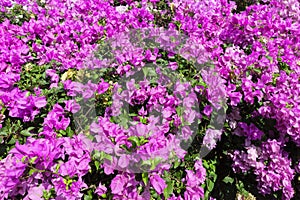 The beauty of pink flowers,pink leaves flowers on a green background