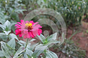 Beauty of pink flowers in tropical jungle garden, selectable focus blur background.