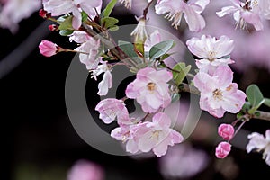 beauty pink Japanese cherry blossoms flower or sakura bloomimg on the tree branch. Small fresh buds and many petals layer