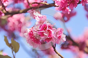 Beauty pink japanese flowering cherry on blue sky or cherry blossum Prunus x yedoensis flower blooming on branch of tree spring photo