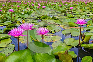 Beauty pink lotus flower