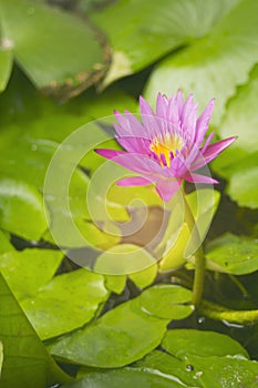 Beauty pink lotus flower nature