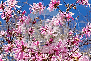 The beauty of pink magnolia blossom on a bright blue sky background. Blooming of magnolia trees on a sunny spring day