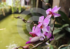 Beauty pink orchids blooming by the pond