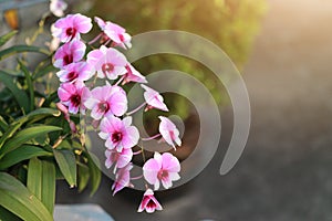 The beauty of pink orchids, tree decorations in the outdoor garden in the morning