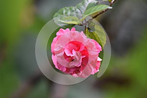 Beauty of pink red flower