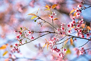 The beauty of the pink Thailand`s sakura