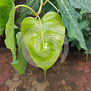Beauty of Pipal ???? Leaf reveals more fascinating with rain drops