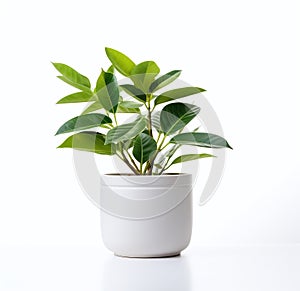 A beauty plant in a pot on a white background