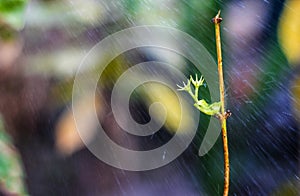 Beauty of plant stick in a rainy day