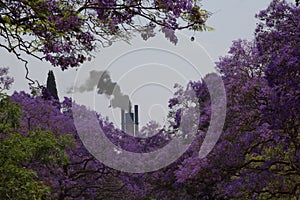 Beauty and Polution , Jacaranda trees bloom and smoke in the background