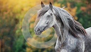 Beauty portrait of gray horse. Domestic animal. Green background