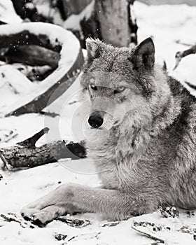 beauty in profile is large imposingly. Gray wolf female in the snow, beautiful strong animal in winter