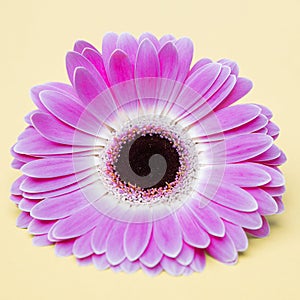 Beauty purple flower on umber background photo