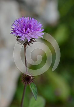 The beauty of purple flowers