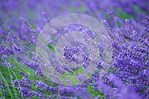 Beauty purple lavender fields background