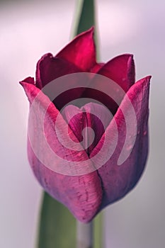 Beauty, purple tulip bloom in springtime