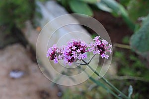 Beauty of purple verbena flowers. Blur background, selectable focus.