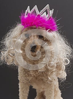 Beauty Queen Poodle