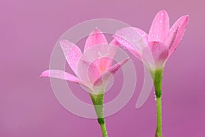 The beauty of the rain lily flower that blooms perfectly with full of morning dew.