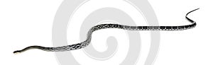 beauty rat snake, Elaphe taeniura, isolated on white