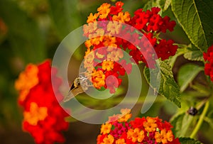 Beauty of red flower