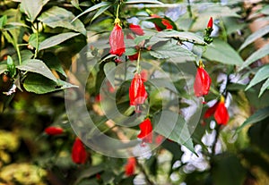 Beauty of red flower