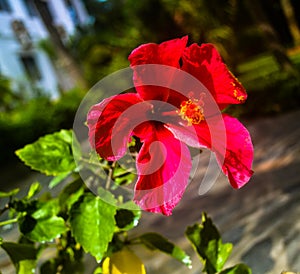 Beauty red flower in vietnam