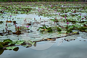 The beauty of the red lotus in the lake .