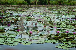 The beauty of the red lotus in the lake .