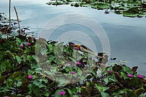 The beauty of the red lotus in the lake .